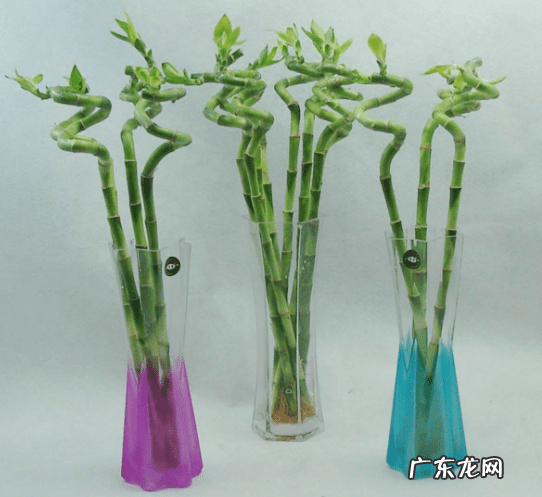 竹子手串寓意代表什么 风水轮竹子的寓意