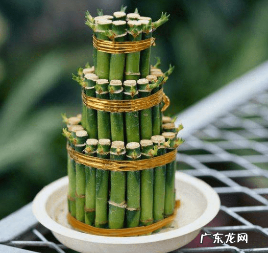 竹子手串寓意代表什么 风水轮竹子的寓意