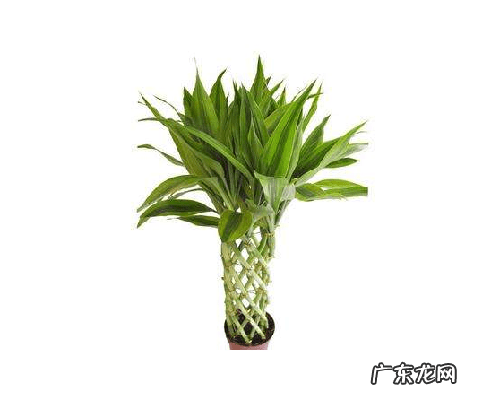 竹子手串寓意代表什么 风水轮竹子的寓意