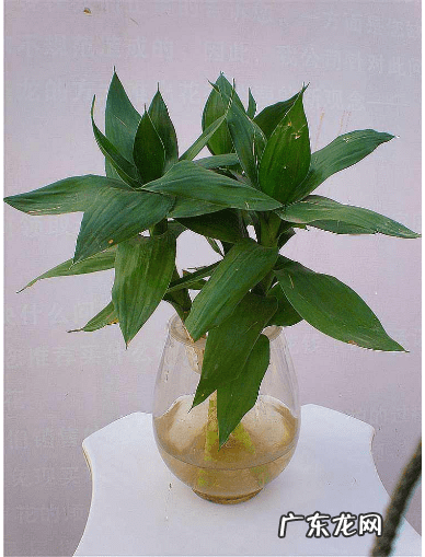 竹子手串寓意代表什么 风水轮竹子的寓意