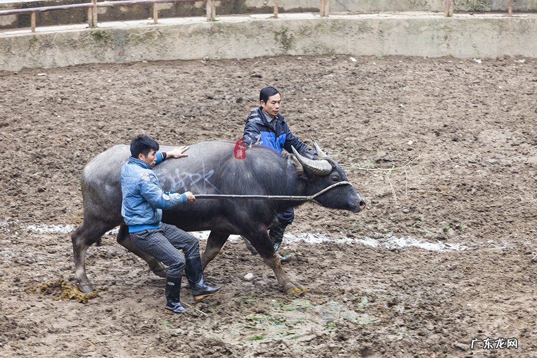 玩牛牛和庄家一样谁大 斗牛是牛和牛斗吗