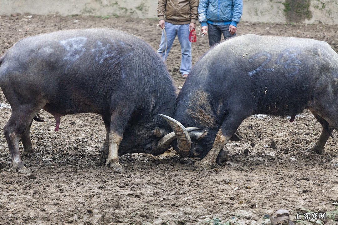 玩牛牛和庄家一样谁大 斗牛是牛和牛斗吗