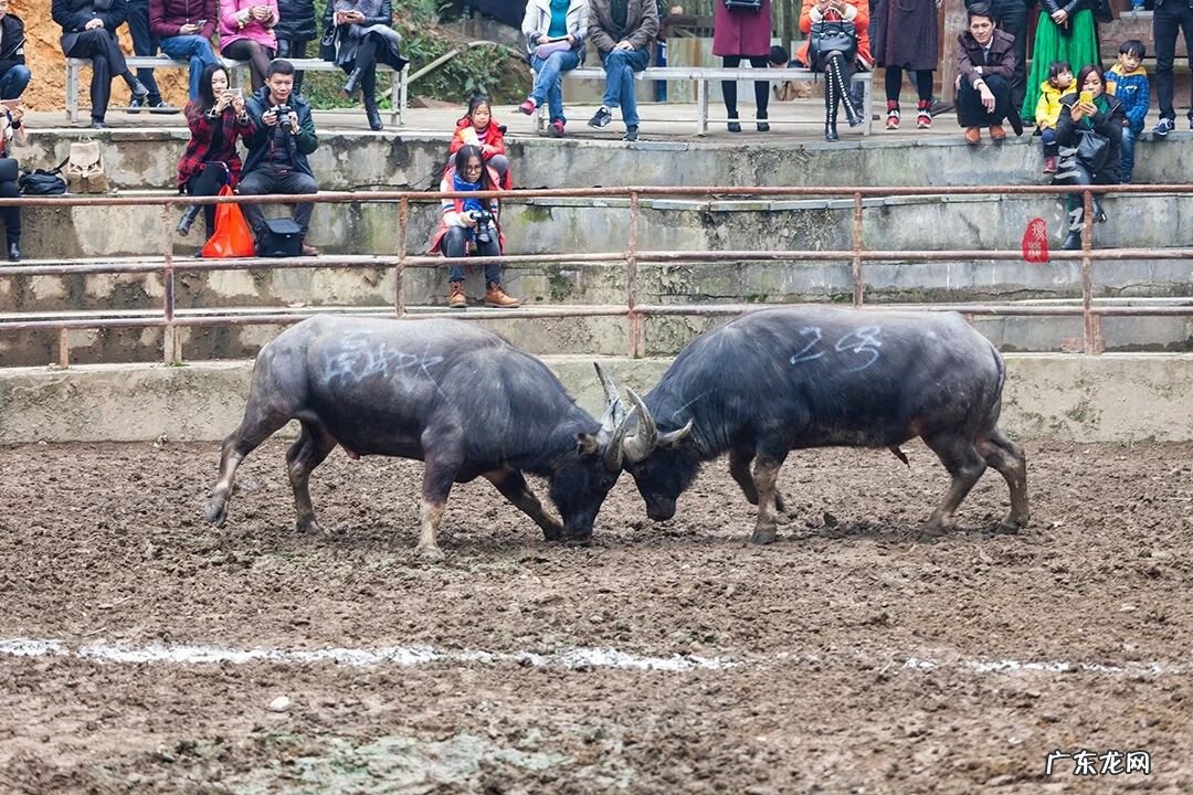 玩牛牛和庄家一样谁大 斗牛是牛和牛斗吗