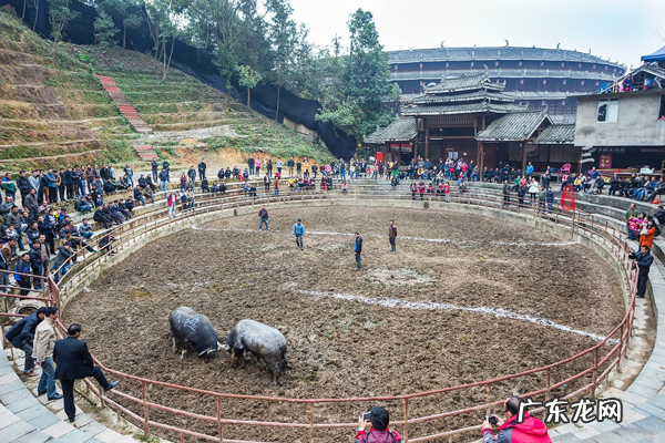 玩牛牛和庄家一样谁大 斗牛是牛和牛斗吗