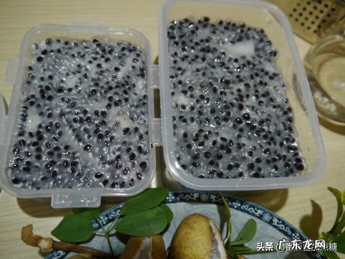 通草图片 通草果