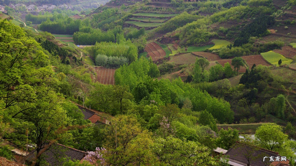 燕子搭窝说明有风水吗 金腰燕窝的风水