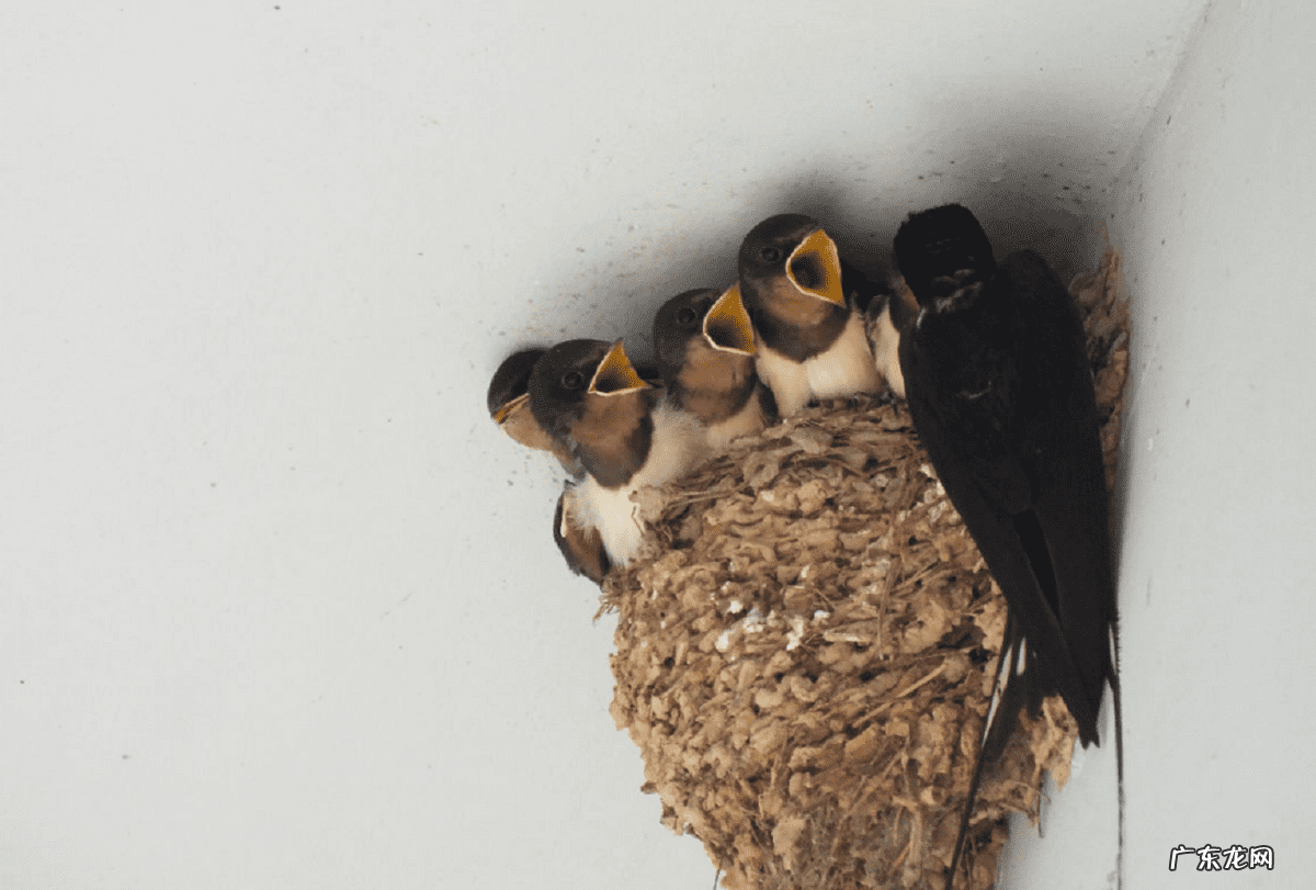 燕子搭窝说明有风水吗 金腰燕窝的风水