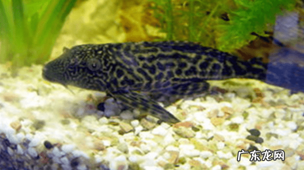 清道夫怎么养活