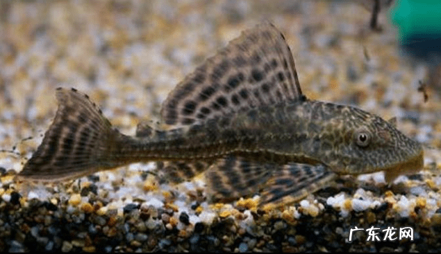 清道夫怎么养活