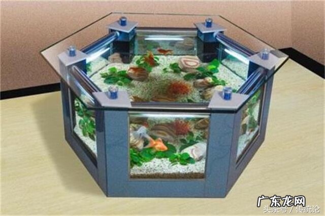 养鱼和风水有关系吗 家里养风水鱼