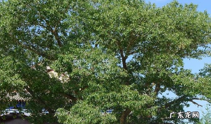 家里不能种桃树有什么讲究 风水上桃树不能种在家的哪个方位