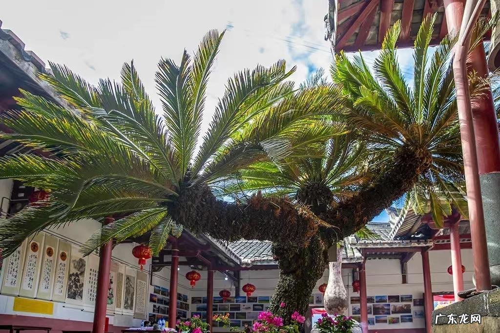 铁树花多少钱一斤 铁树花图片