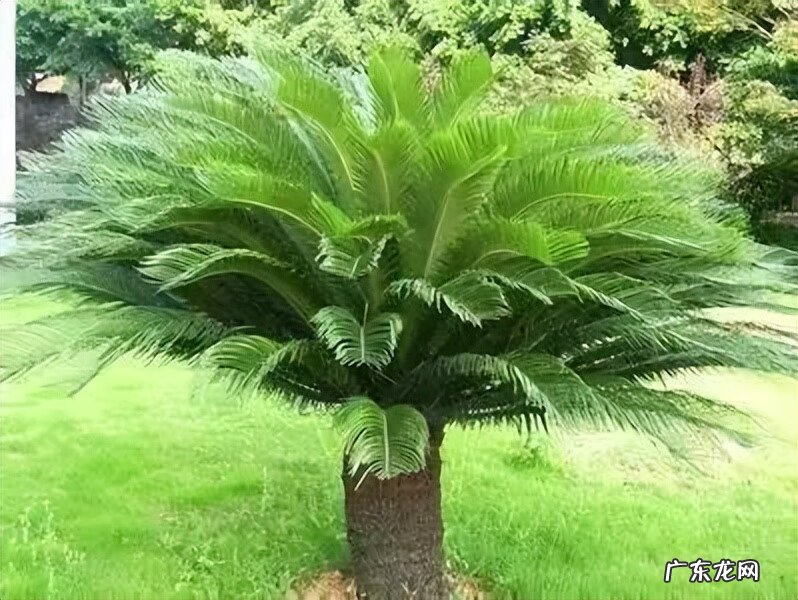 铁树花多少钱一斤 铁树花图片