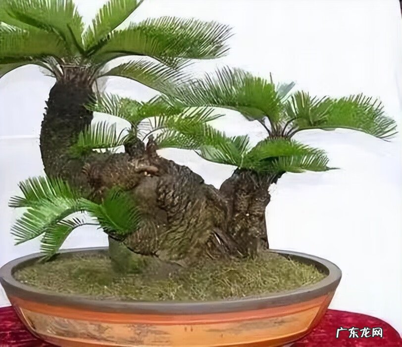 铁树花多少钱一斤 铁树花图片