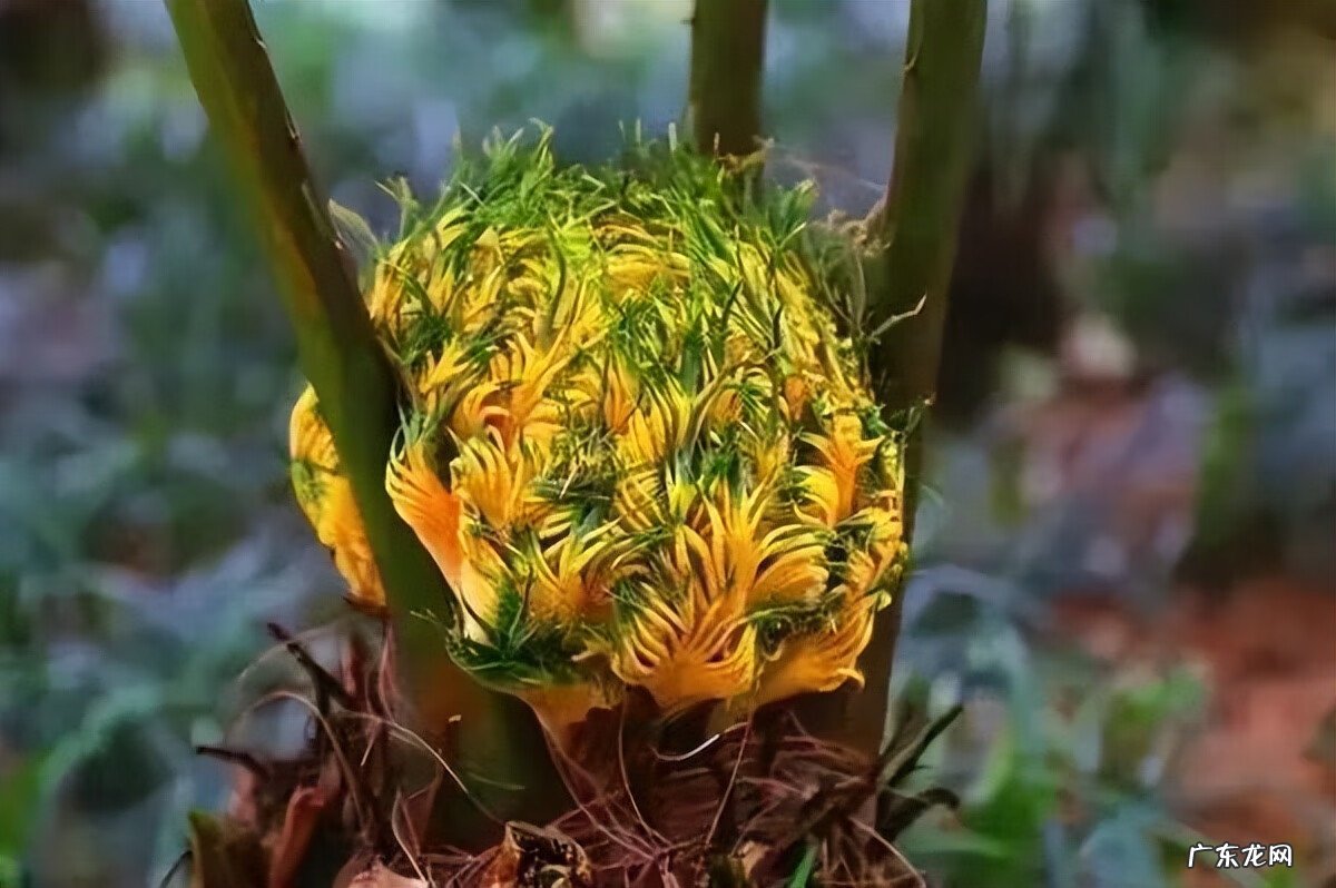 铁树花多少钱一斤 铁树花图片