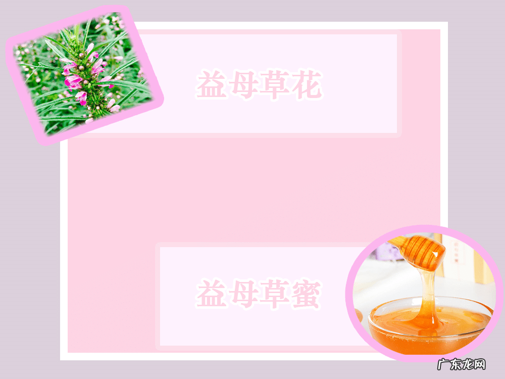 益母草蜂蜜适合什么人喝 益母草蜂蜜的功效与作用
