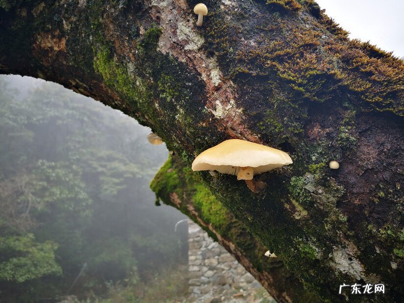 平睦镇 平睦五指峰风水