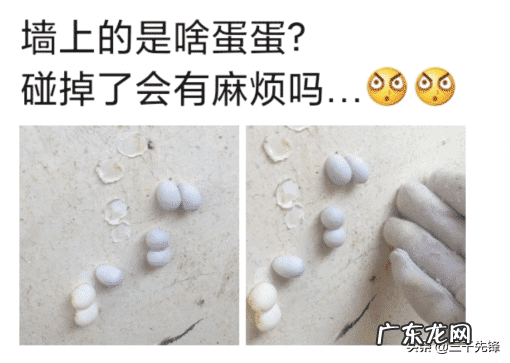 沙发后挂画风水禁忌 什么蛋长在墙上