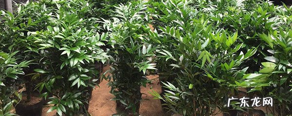 竹子的风水寓意,99%的人都不懂 兴旺竹的风水作用