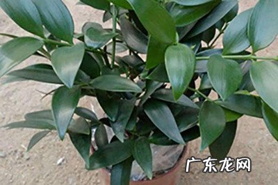 竹子的风水寓意,99%的人都不懂 兴旺竹的风水作用