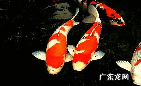 锦鲤鱼养多少条合适风水 风水鱼锦鲤养几条最好怎样配色