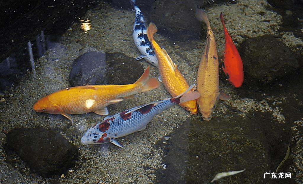 锦鲤鱼养多少条合适风水 风水鱼锦鲤养几条最好怎样配色