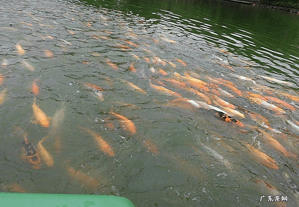 锦鲤鱼养多少条合适风水 风水鱼锦鲤养几条最好怎样配色