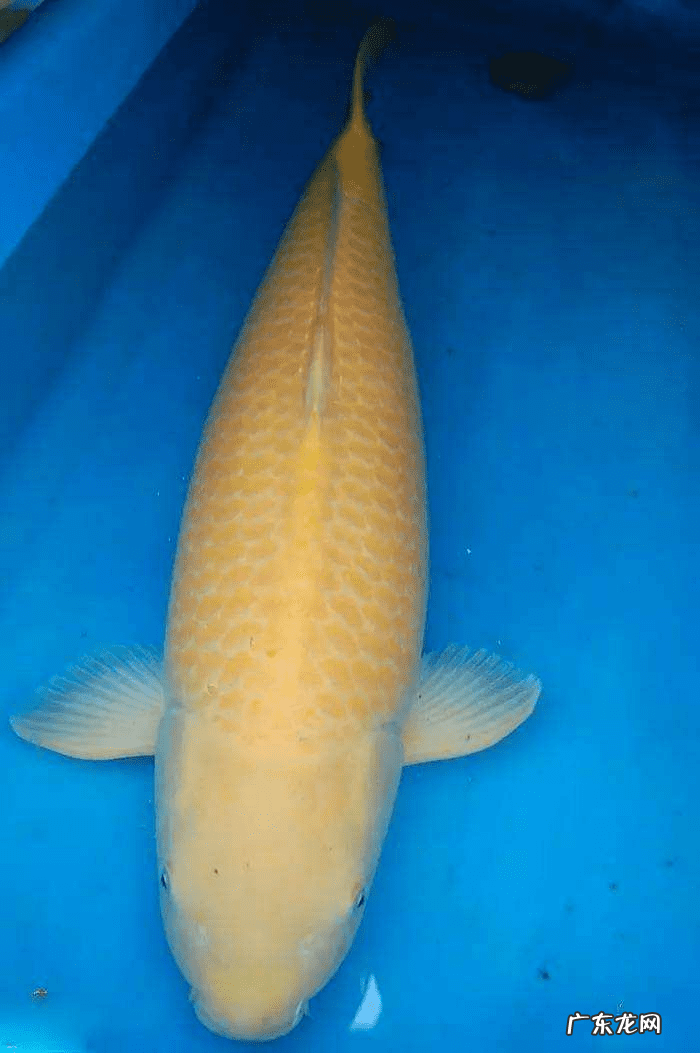 锦鲤鱼养多少条合适风水 风水鱼锦鲤养几条最好怎样配色