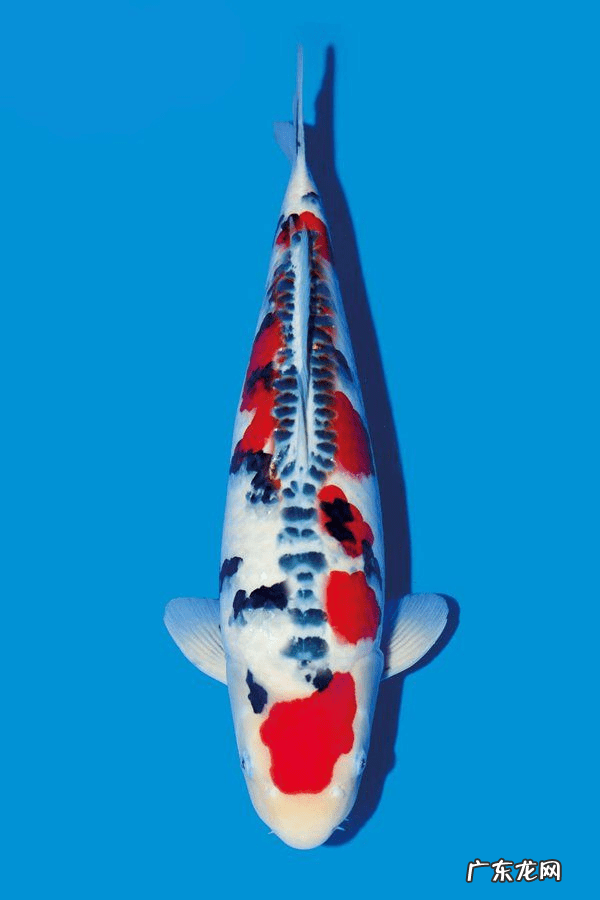 锦鲤鱼养多少条合适风水 风水鱼锦鲤养几条最好怎样配色