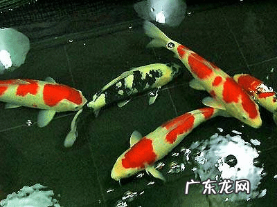 锦鲤鱼养多少条合适风水 风水鱼锦鲤养几条最好怎样配色