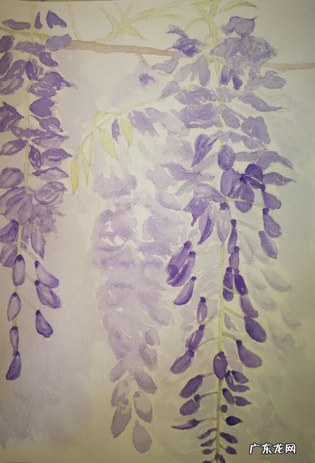 水墨紫藤花 紫藤花水彩画图片