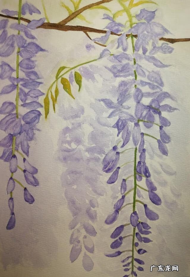 水墨紫藤花 紫藤花水彩画图片