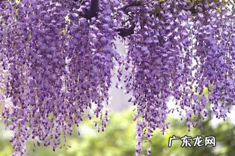 水墨紫藤花 紫藤花水彩画图片