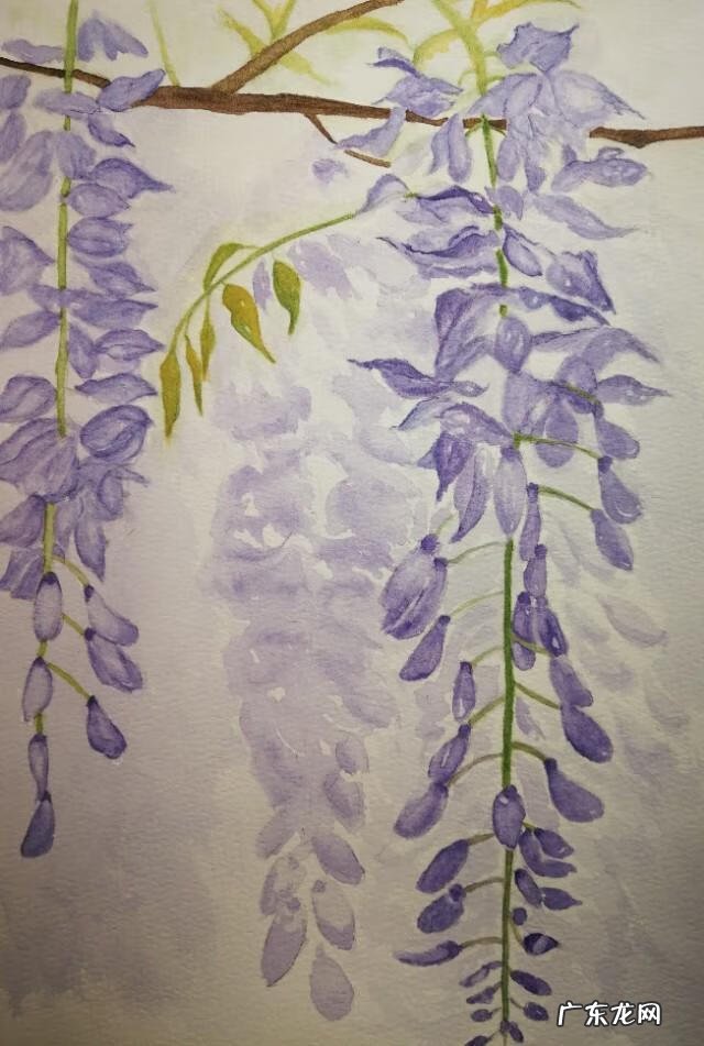 水墨紫藤花 紫藤花水彩画图片