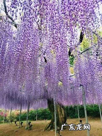 水墨紫藤花 紫藤花水彩画图片