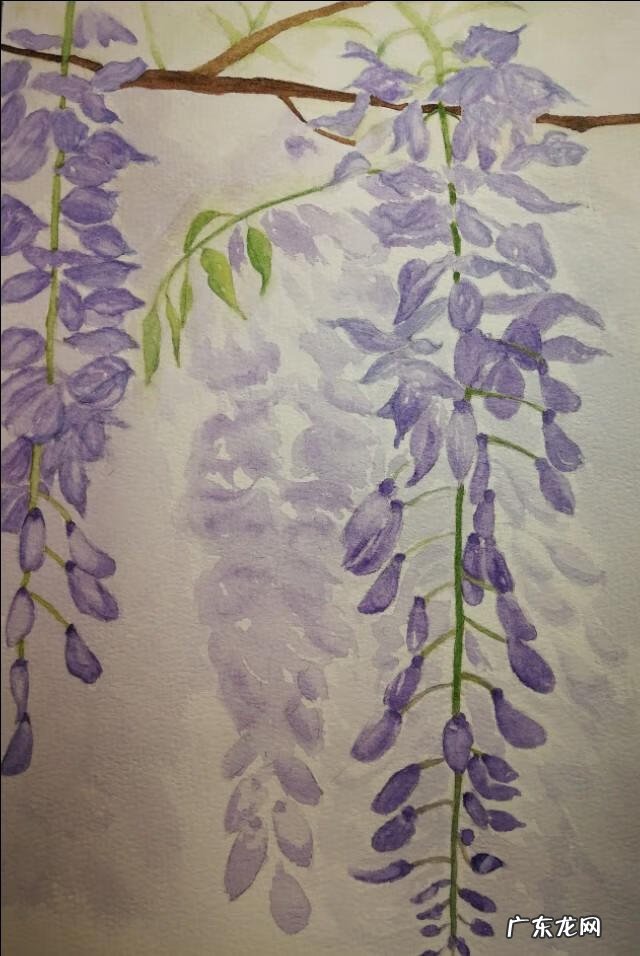 水墨紫藤花 紫藤花水彩画图片