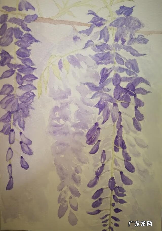 水墨紫藤花 紫藤花水彩画图片