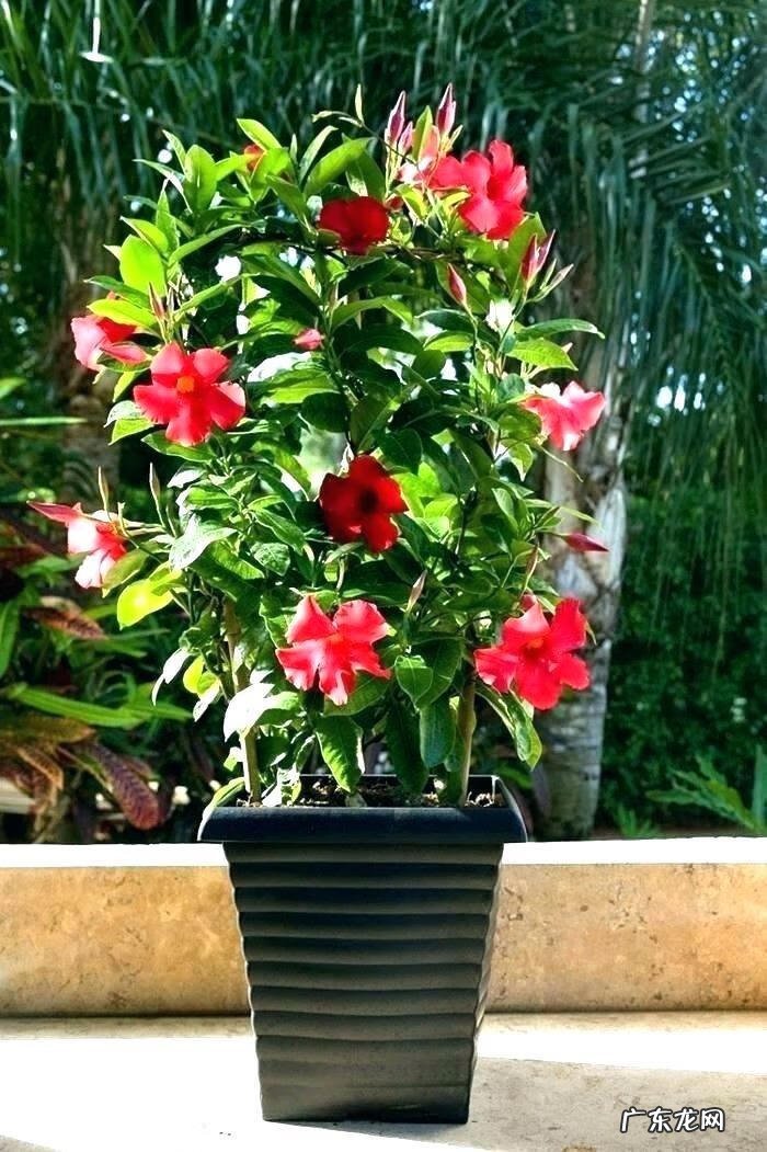 室内最好风水盆栽 室外的盆栽