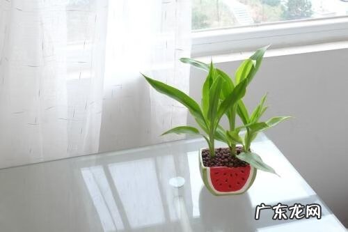 养什么花招财并聚财 风水中最招财的植物有哪些