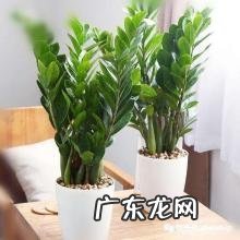 养什么花招财并聚财 风水中最招财的植物有哪些