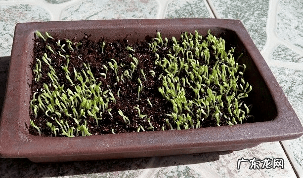 火龙果的食用注意事项 火龙果怎么吃最好吃