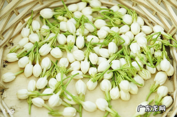 养生花草茶的配方和功效 养生花草茶品牌