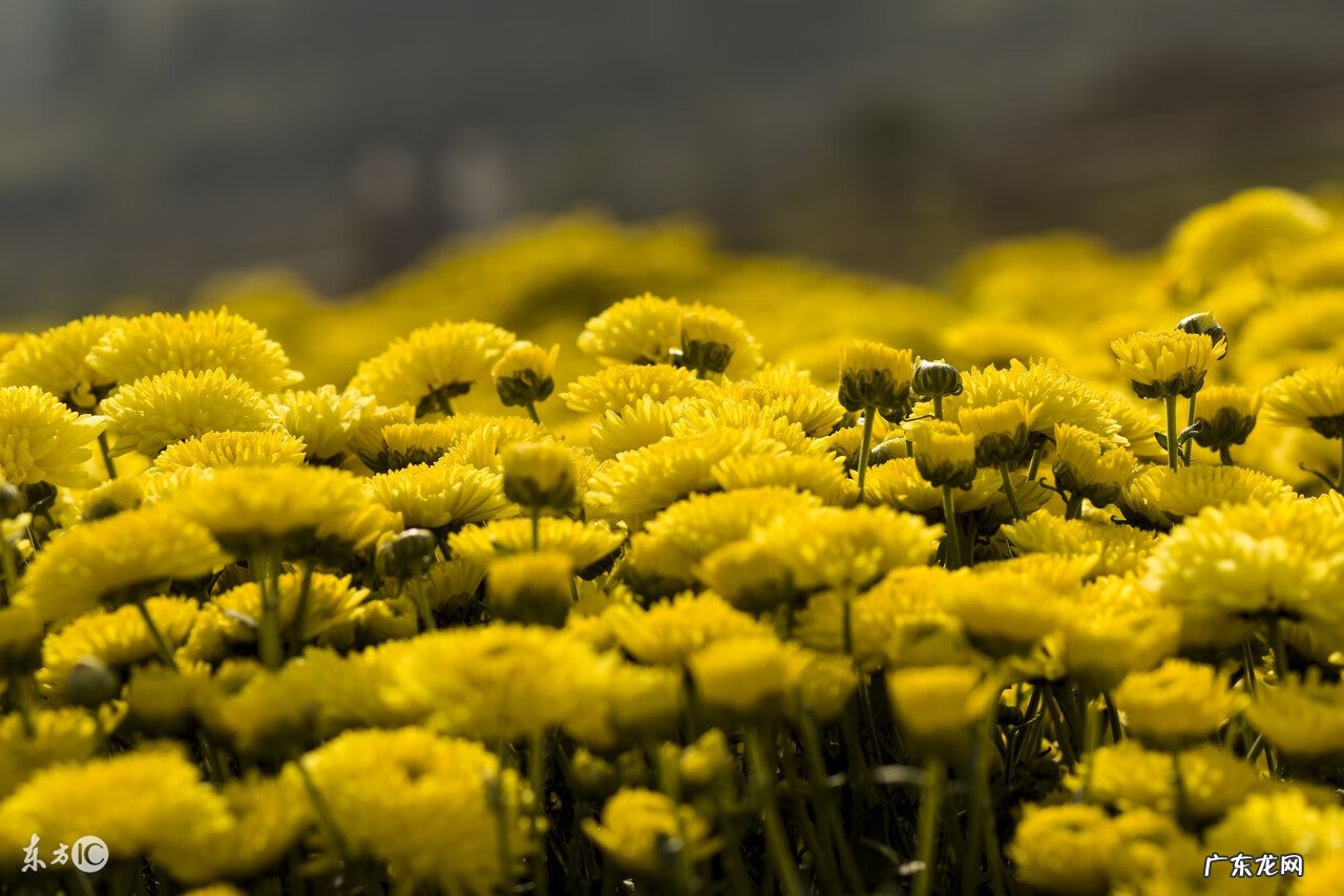 养生花草茶的配方和功效 养生花草茶品牌