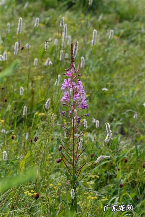 用红筷子风水上有什么说法 风水用的红筷子