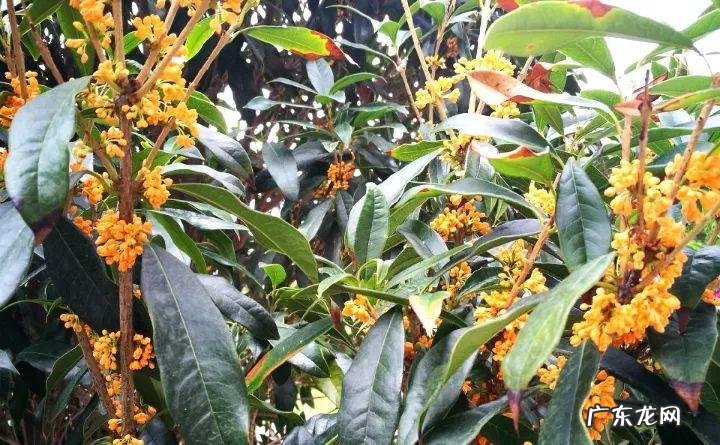 房后栽桃树风水好不好 风水学桃树适合种在什么地方