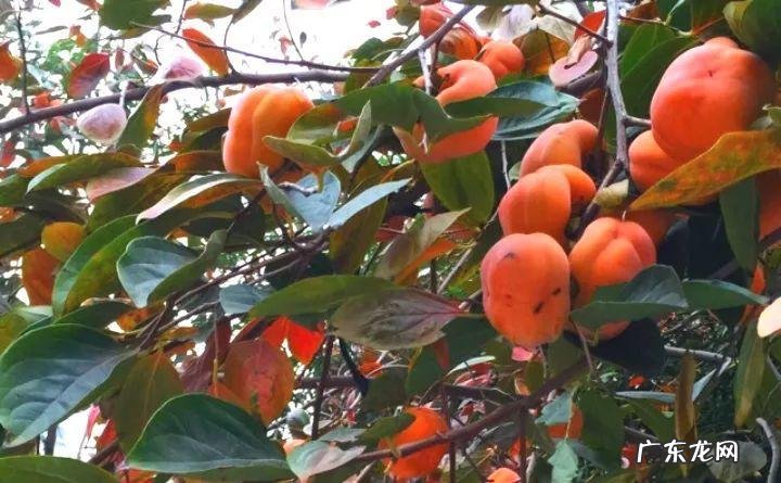 房后栽桃树风水好不好 风水学桃树适合种在什么地方