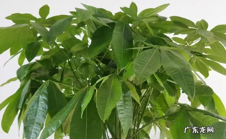 房后栽桃树风水好不好 风水学桃树适合种在什么地方