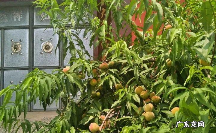 房后栽桃树风水好不好 风水学桃树适合种在什么地方