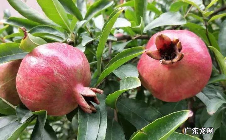 房后栽桃树风水好不好 风水学桃树适合种在什么地方