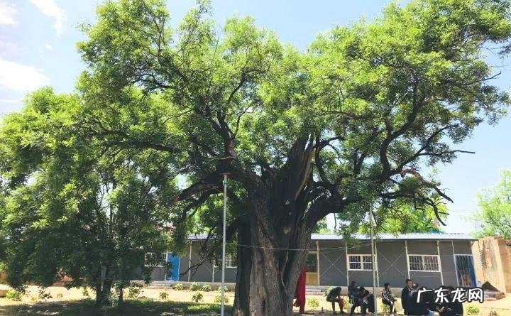 房后栽桃树风水好不好 风水学桃树适合种在什么地方